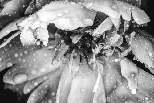 Main image After the Rain: Black and White Flower Fine Art Print